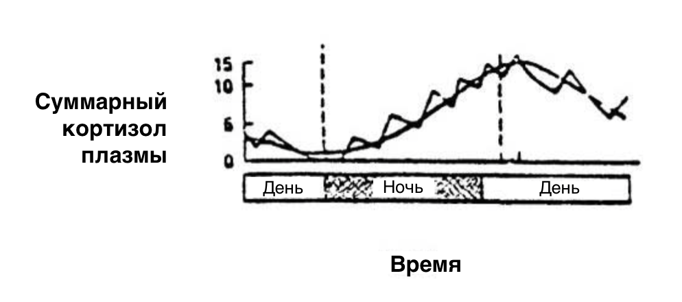 Рис. 1. Рост кортизола ночью