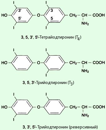 Рис. 8. Гормоны щитовидной железы